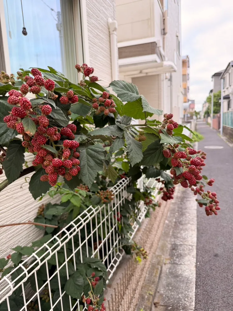 家の脇に実るブラックベリー