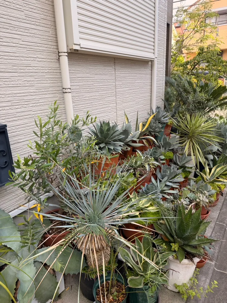 Hazani Homestayの玄関先に並ぶ植物